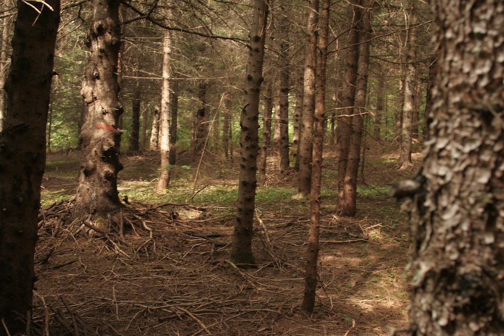 A quiet forest scene with tall bare tree trunks, scattered fallen branches and green undergrowth, calm and muted in tone